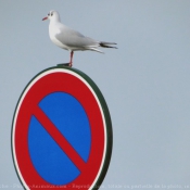 Photo de Mouette