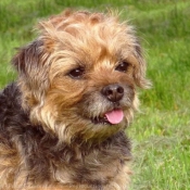 Photo de Border terrier