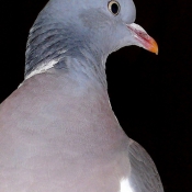 Photo de Pigeon - ramier