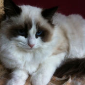 Photo de Ragdoll