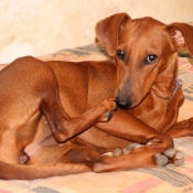 Photo de Pinscher allemand