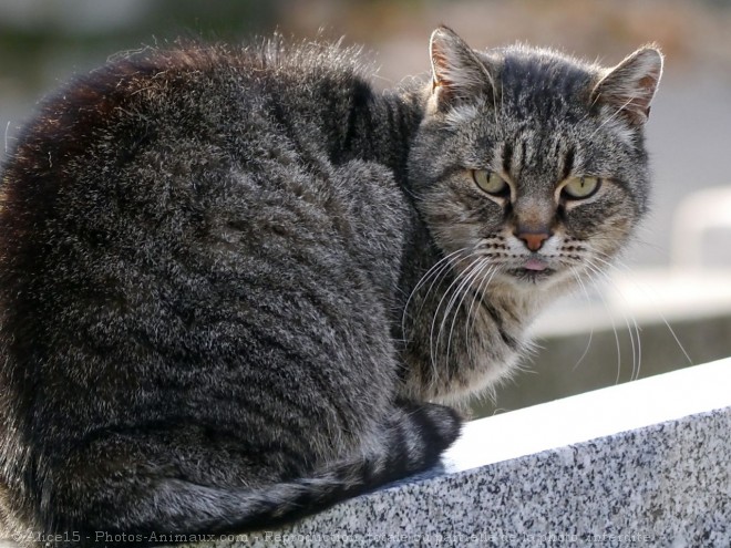 Photo de Chat domestique