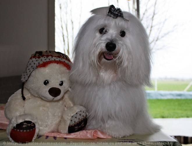 Photo de Coton de tulear