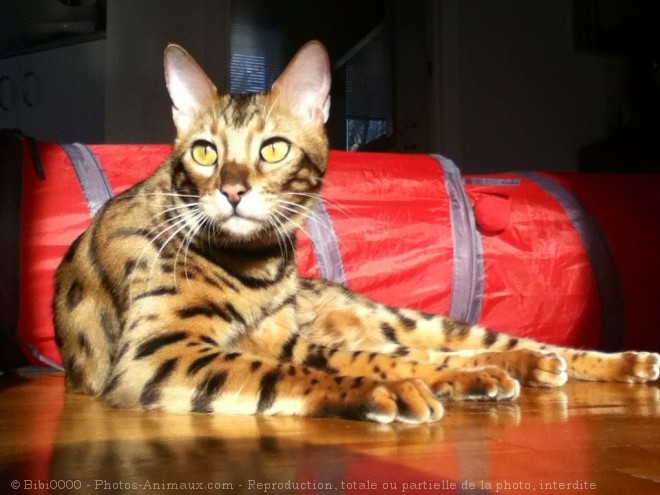 Photo de Bengal