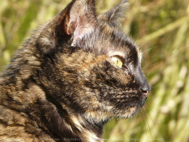 Photo de Chat domestique