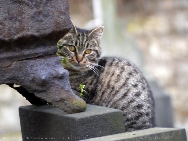 Photo de Chat domestique