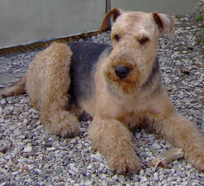 Photo d'Airedale terrier