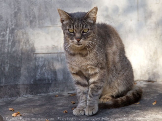 Photo de Chat domestique