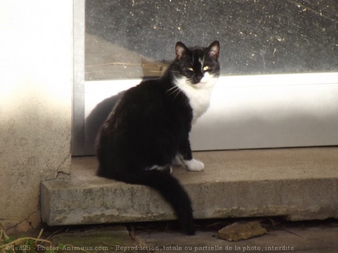 Photo de Chat domestique