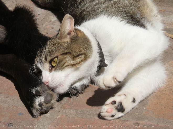 Photo de Chat domestique