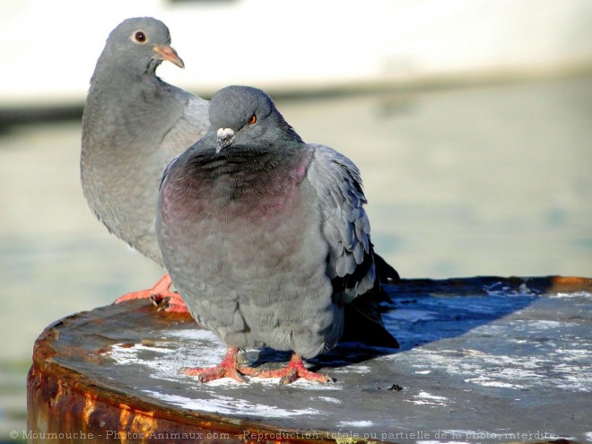 Photo de Pigeon