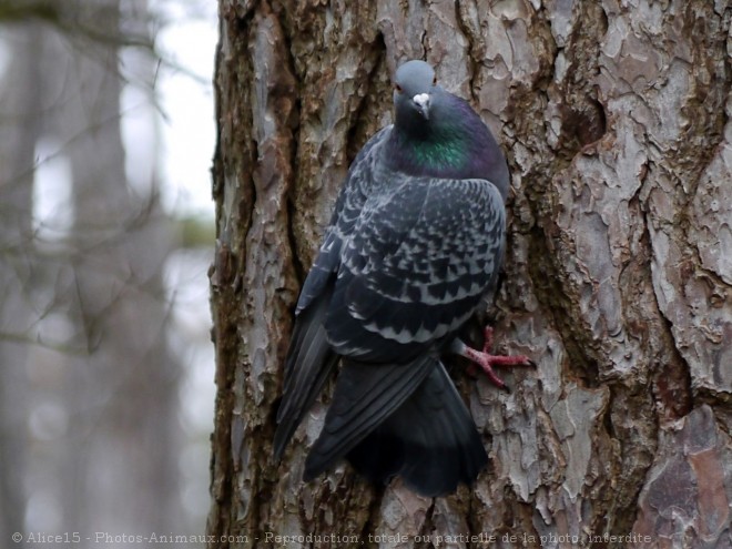 Photo de Pigeon