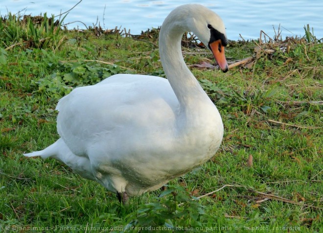 Photo de Cygne