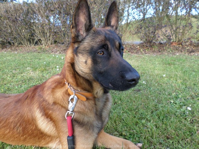 Photo de Berger belge malinois