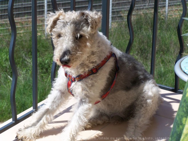 Photo de Fox terrier  poil dur