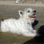 Photo de West highland white terrier