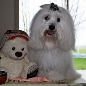 Photo de Coton de tulear