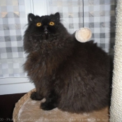 Photo de Selkirk rex poil long