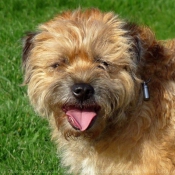 Photo de Border terrier