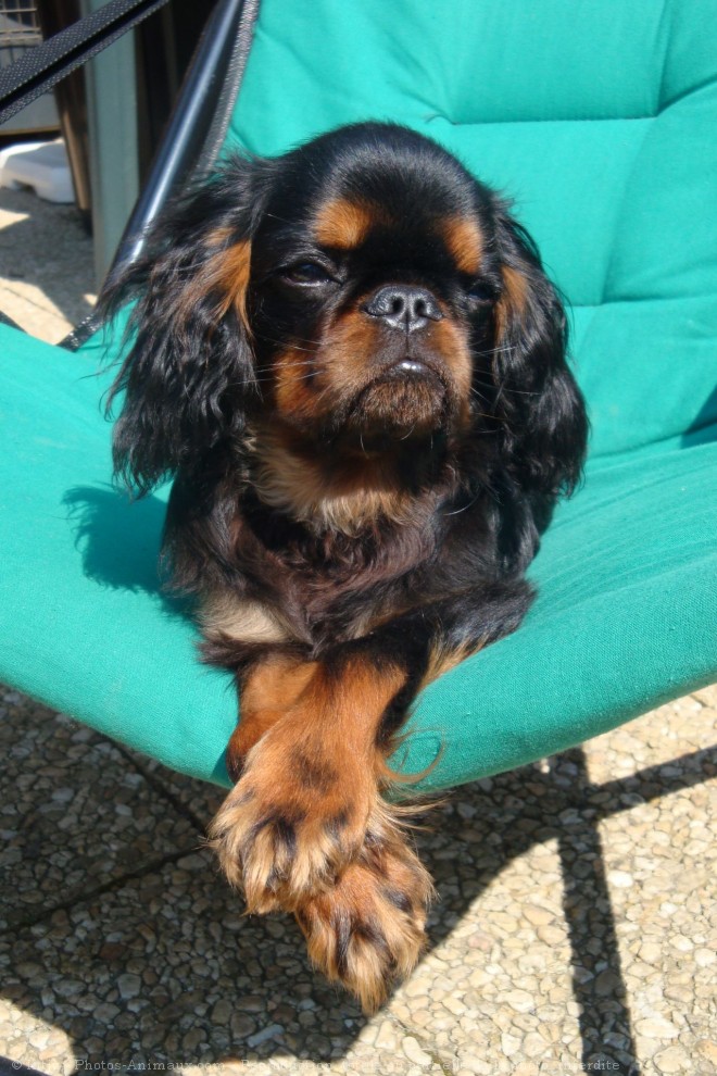 Photo de King charles spaniel