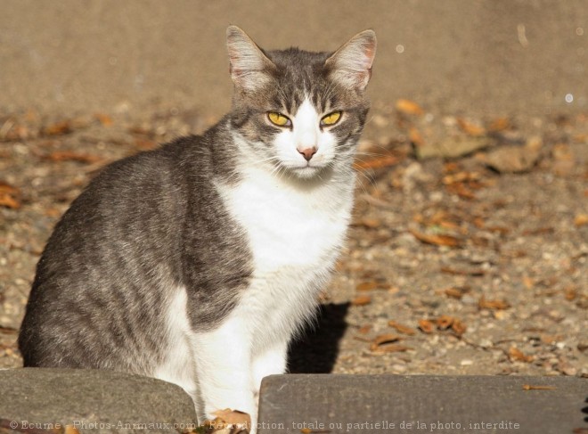 Photo de Chat domestique