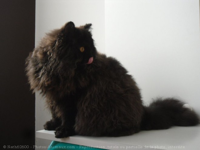 Photo de Selkirk rex poil long