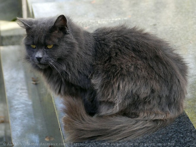 Photo de Chat domestique