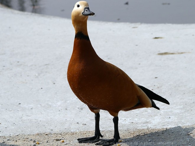 Photo de Canard tadorne casarca