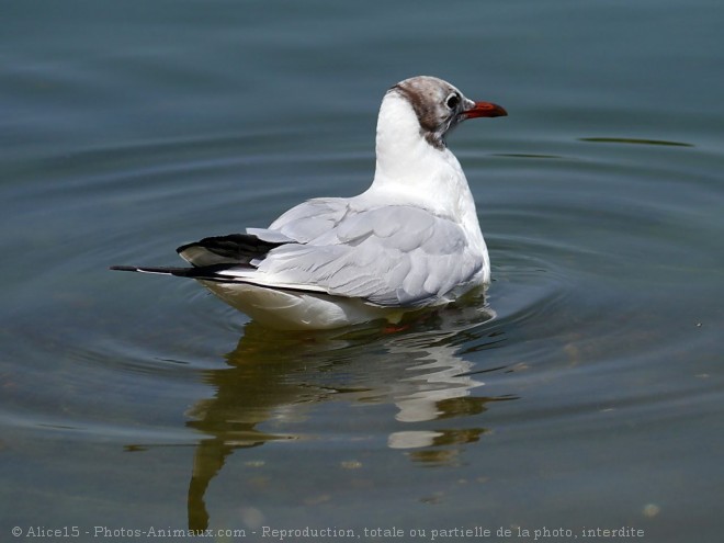 Photo de Mouette