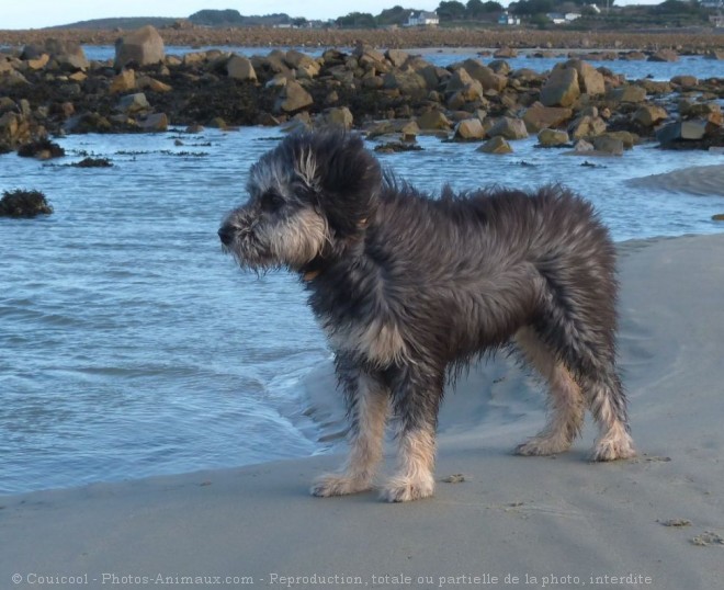 Photo de Chien de berger des pyrenes  poil long