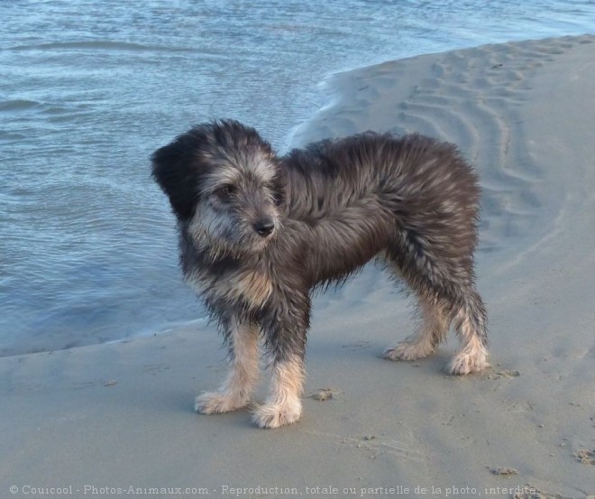 Photo de Chien de berger des pyrenes  poil long