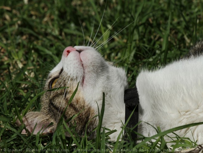 Photo de Chat domestique