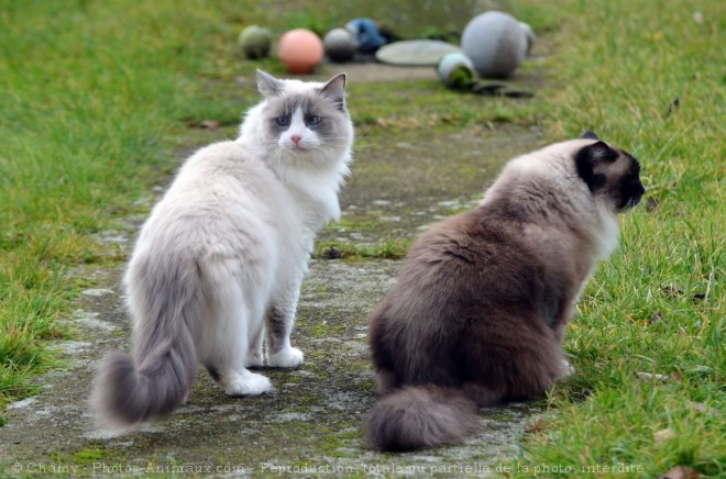 Photo de Ragdoll