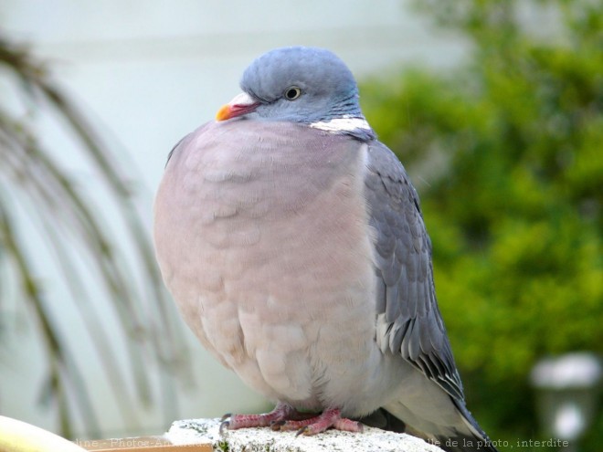 Photo de Pigeon - ramier