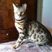 Photo de Bengal