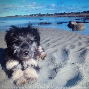 Photo de Chien de berger des pyrenes  poil long