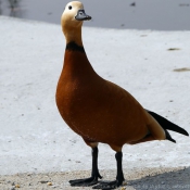 Photo de Canard tadorne casarca