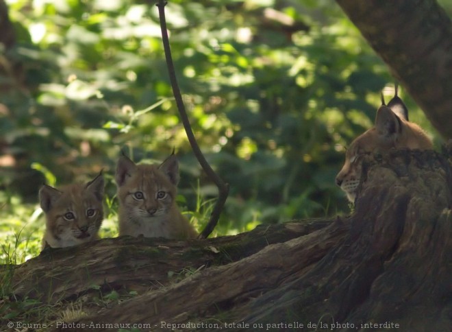 Photo de Lynx