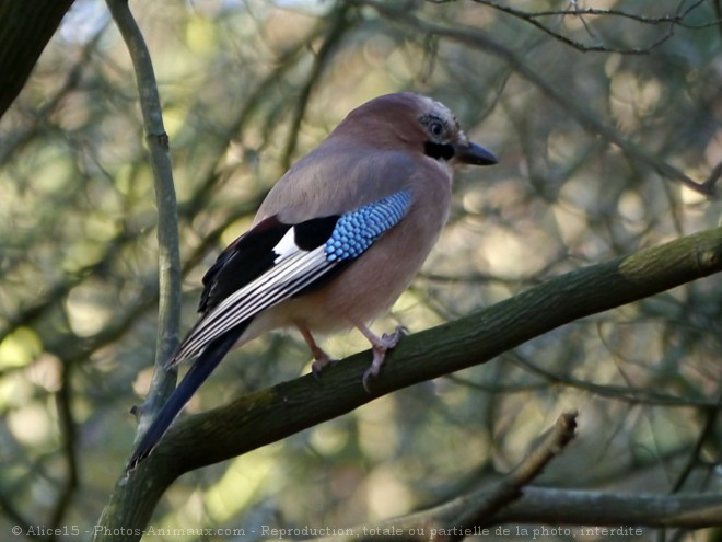 Photo de Geai - des chnes