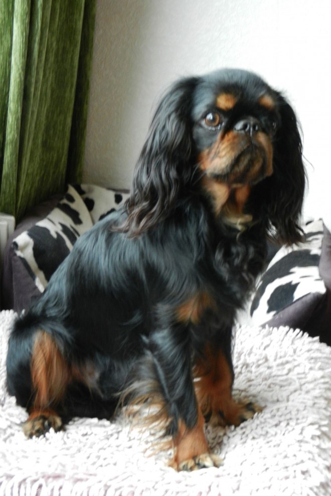 Photo de King charles spaniel