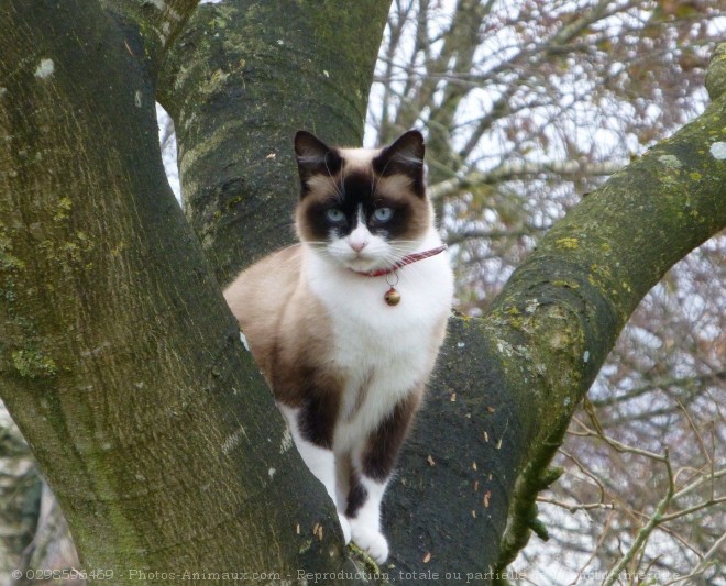 Photo de Chat domestique