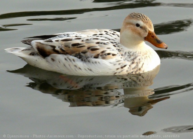 Photo de Canard colvert