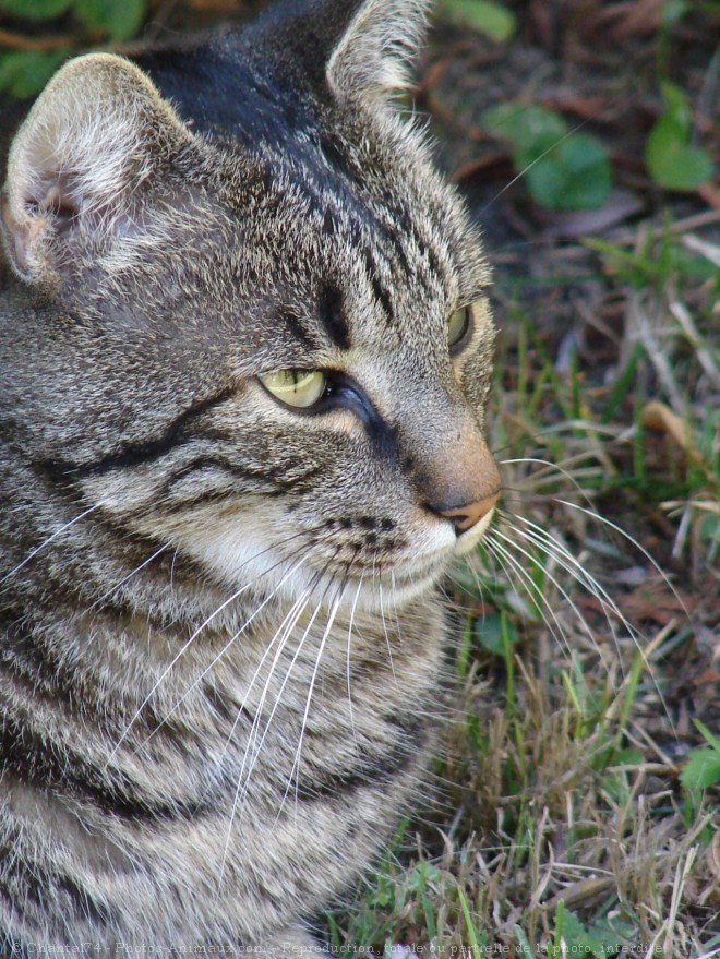 Photo de Chat domestique