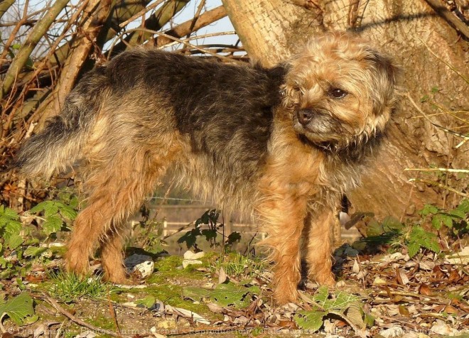 Photo de Border terrier