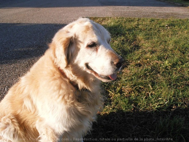 Photo de Golden retriever