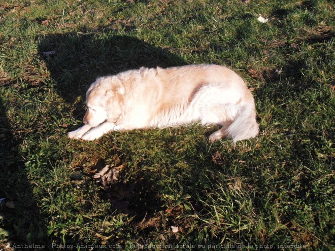 Photo de Golden retriever