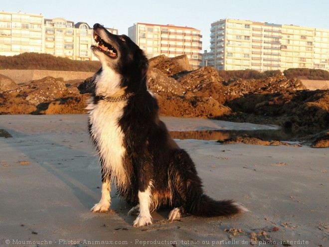 Photo de Border collie