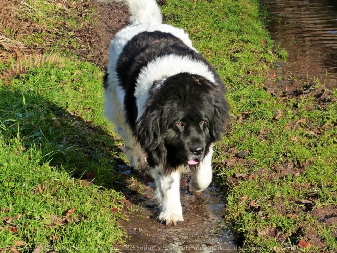 Photo de Chien de terre-neuve