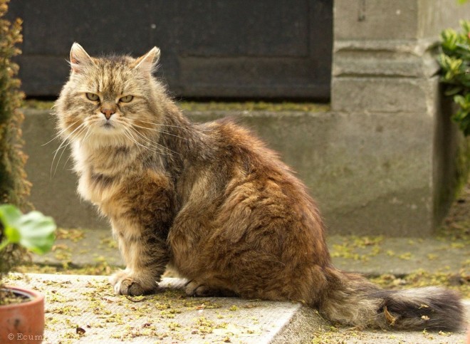 Photo de Chat domestique