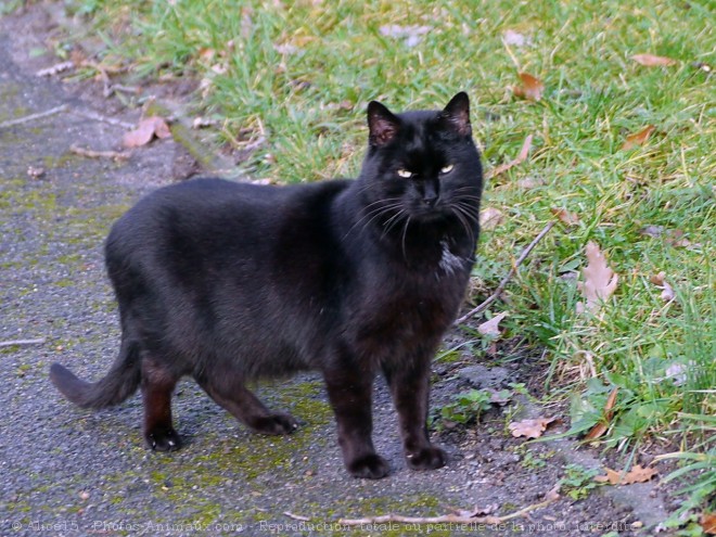 Photo de Chat domestique